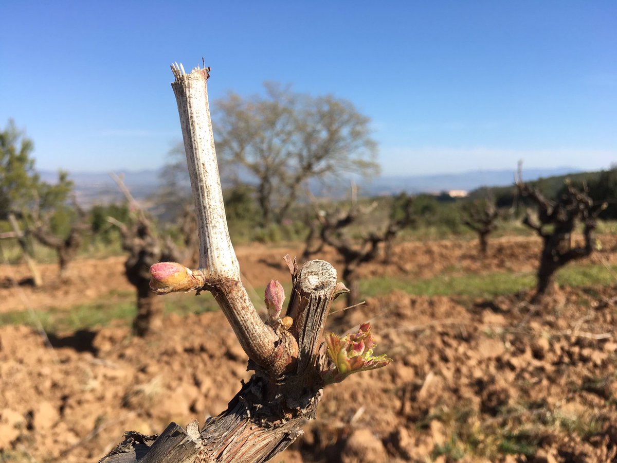 Tot a punt per a gaudir de l’espectacle de la natura! #plordelavinya #natura #ecologic #familywine #vinya #artesaniadelvi #winelover #vineyard