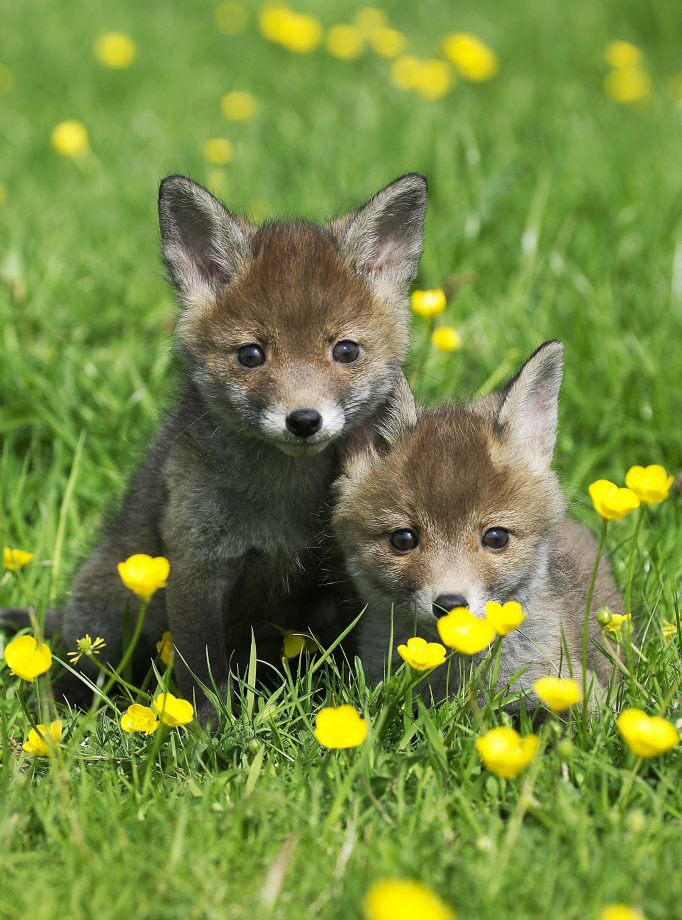 LifeAndStyle01's tweet photo. Spring inspires new beginnings, fresh starts, we can look at everything with a new perspective, energy &amp; hope 🐝❤️ #lifeandstylle #kindness #happy #bethechange #life #love #healthylifestyle #PositiveVibes #mindbodyspirit #family #friends #nature #inspiration #motivation #spring https://t.co/ER452dlvuH