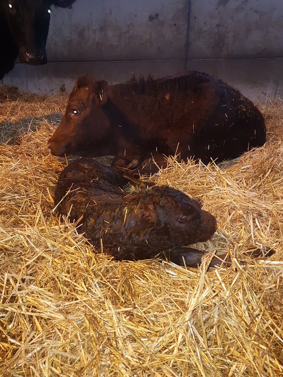 Steve_DeButcher's tweet photo. Another Sussex Lim cross joins the herd https://t.co/2N4za3sTtt