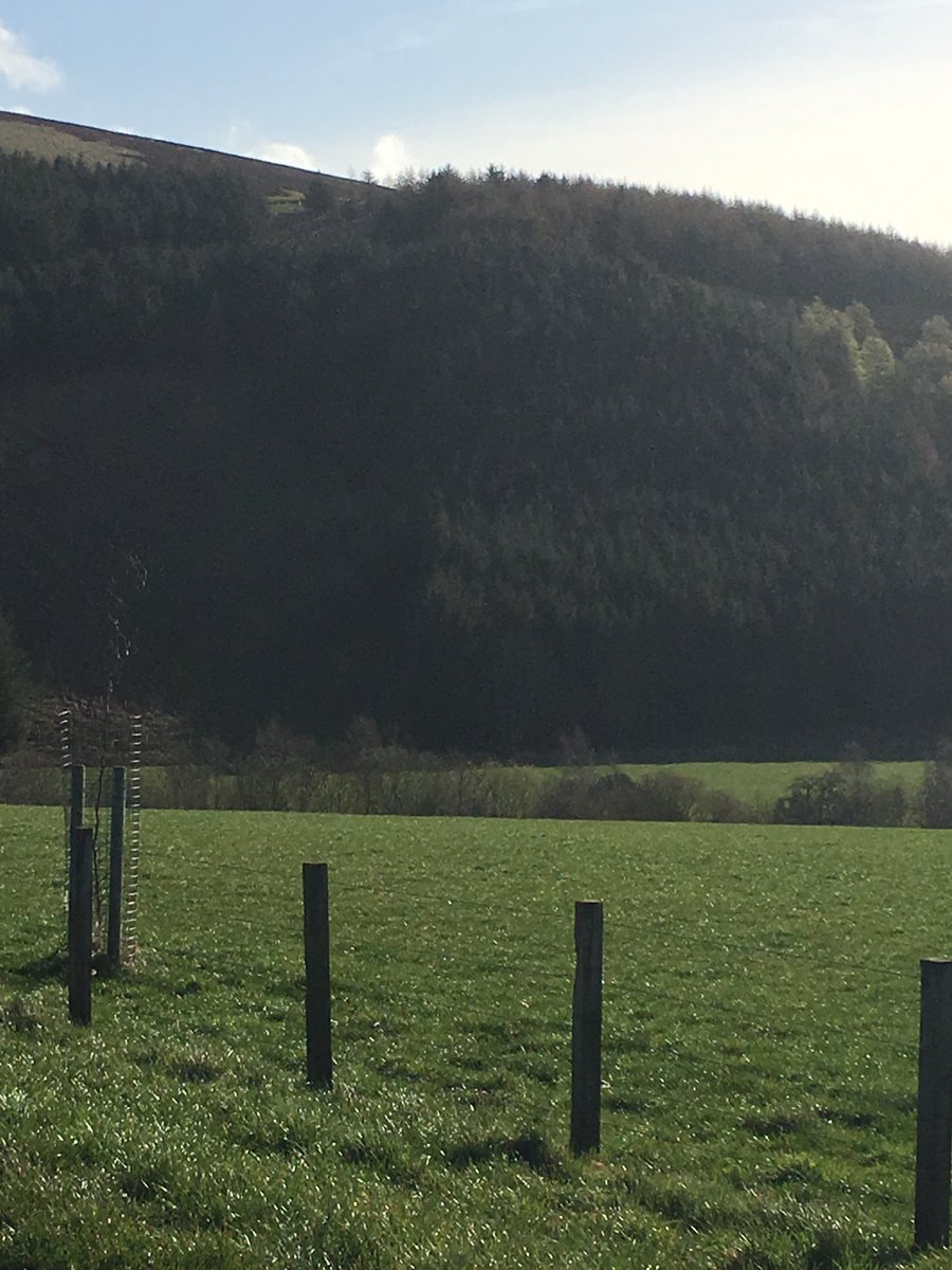 DavidJohnsonENT's tweet photo. Awesome day for a spring pointing test 
#Gundogs #huntpointretrieve #workingtest #hpr #burncastle #lauder #scotland https://t.co/qXU7XmXbsO