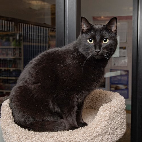 Tris: I like to roll around and play. I'm also fond of all the head scratches. I was saved from a high-kill shelter. I'm good with other kitties, kids, and dogs with proper introductions. #cats #kittens #AdoptDontShop