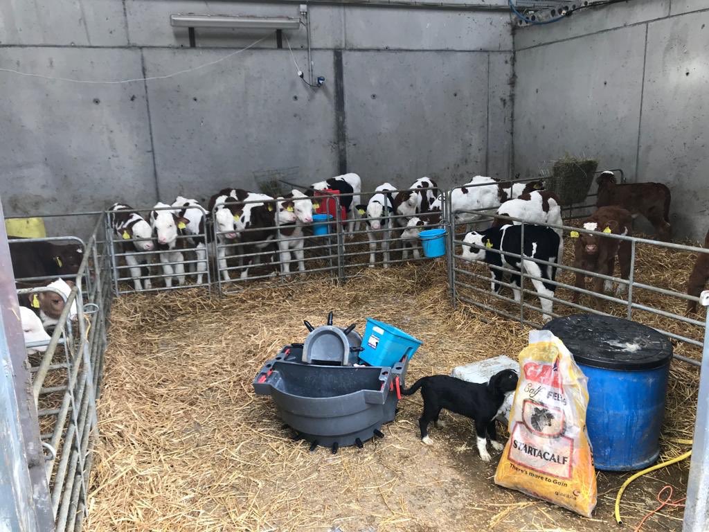 It’s a dogs and #CalfLife @GlanbiaConnect