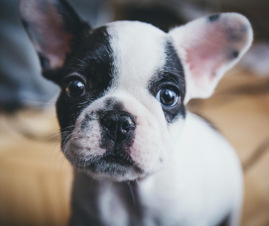 ne_admin's tweet photo. Happy Puppy Day
#puppyDay https://t.co/km64wcx1iR
