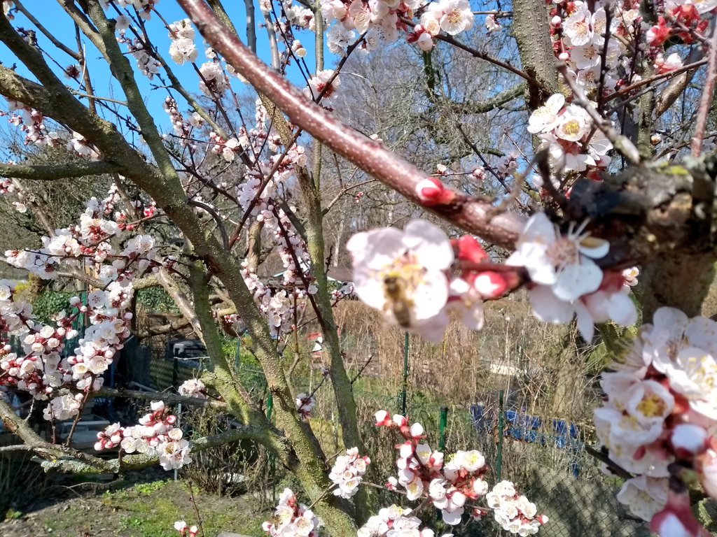 Die Natur ist am Werk bei uns im Garten. Vermutlich Hundert Bienen gerade im vollen Gange. Darum Bienen retten! #Bienen