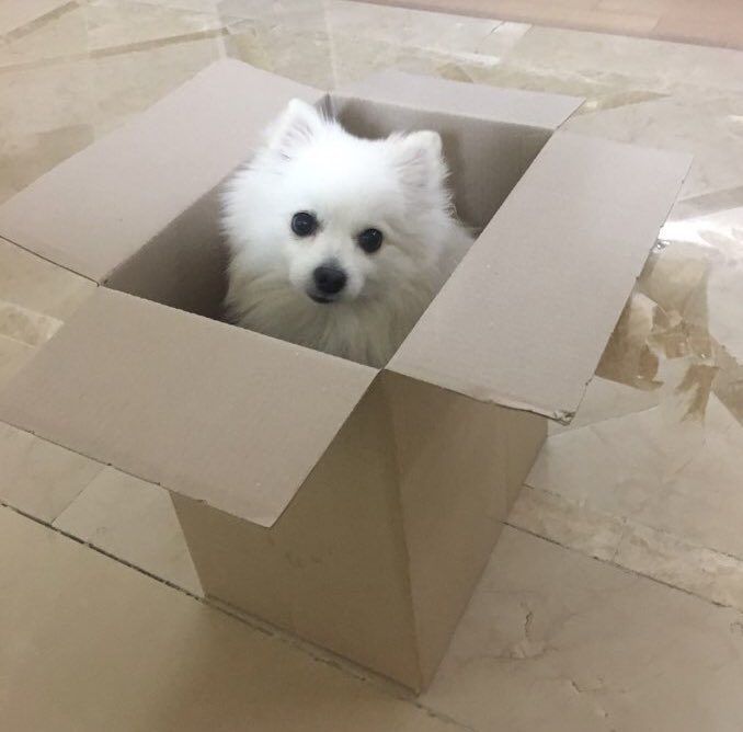 흰둥이 tweet media