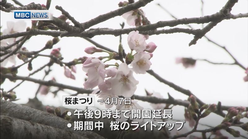 Mbcニューズナウ 鹿児島市の吉野公園では23日から 桜まつり が始まっています 23日はフリーマーケットが行われにぎわいました 園内に630本あるソメイヨシノは現在2分咲きで 吉野公園によりますと27日から30日ごろに満開を迎えそうだという Mbcニューズナウ 鹿児島市の吉野公園では23日から 桜まつり が始まっています 23日はフリーマーケットが行われにぎわいました 園内に630本あるソメイヨシノは現在2分咲きで 吉野公園によりますと27日から30日ごろに満開を迎えそうだという
