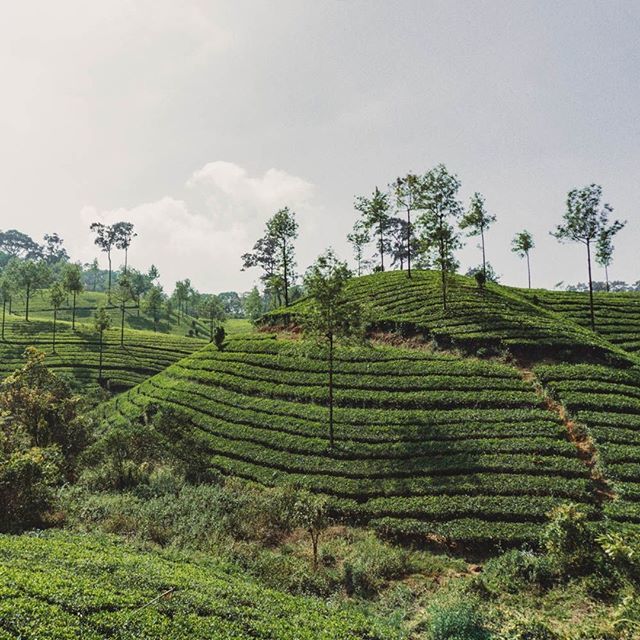 lytcheetv's tweet photo. Les magnifiques paysages de Munnar, du thé à perte de vue 🌱 🌱🌱 🇮🇳⠀
.⠀
#lytchee #kerala #tea #munnar #indedusud #incredibleindia #southindia #india #inde #travel #voyage #travelbloggers #wanderlust #voyage #voyager #suisse #instatravel #suisseroma… https://t.co/OJFEmBusCH https://t.co/ZOwD4qBa2i