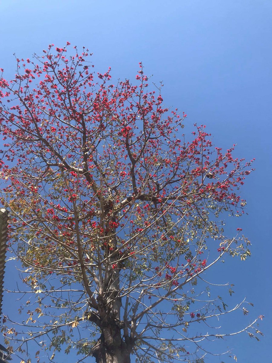 dr___khan's tweet photo. One can cut the #flower but can't #stop spring to come.
#Sparlay
Happy #Nawruz https://t.co/70yScL4mpI