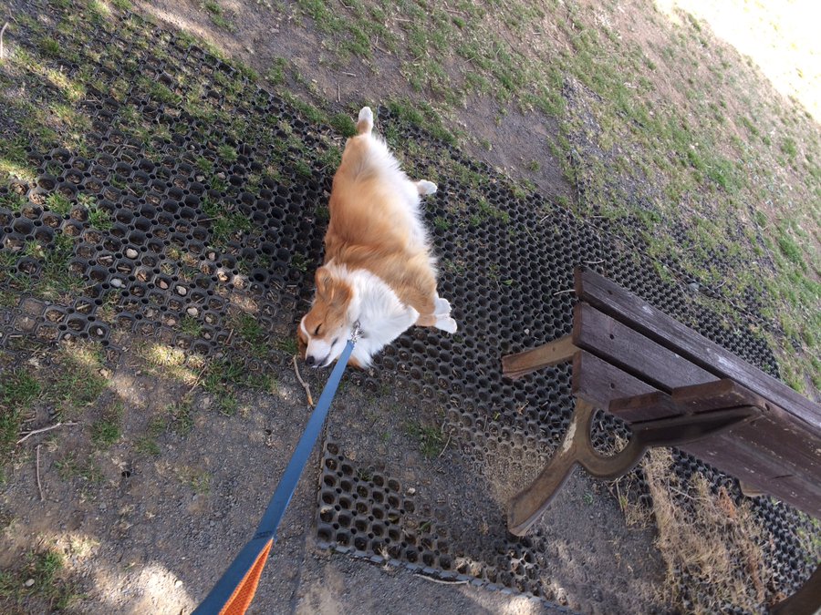 世界の名犬牧場 ひどい かわいそう 臭い 噂は本当なのか口コミチェック