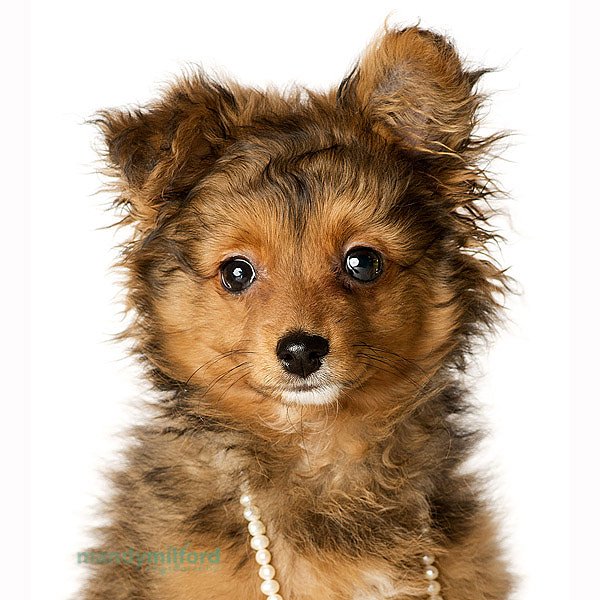 MilfordPhotog's tweet photo. It's #NationalPuppyDay Join our Puppy Pawtrait Club or better still, WIN a place and capture pup's first year! Enter before Mon 27 Mar. https://t.co/aMIh9vs1Xn https://t.co/YB6DaVruXW