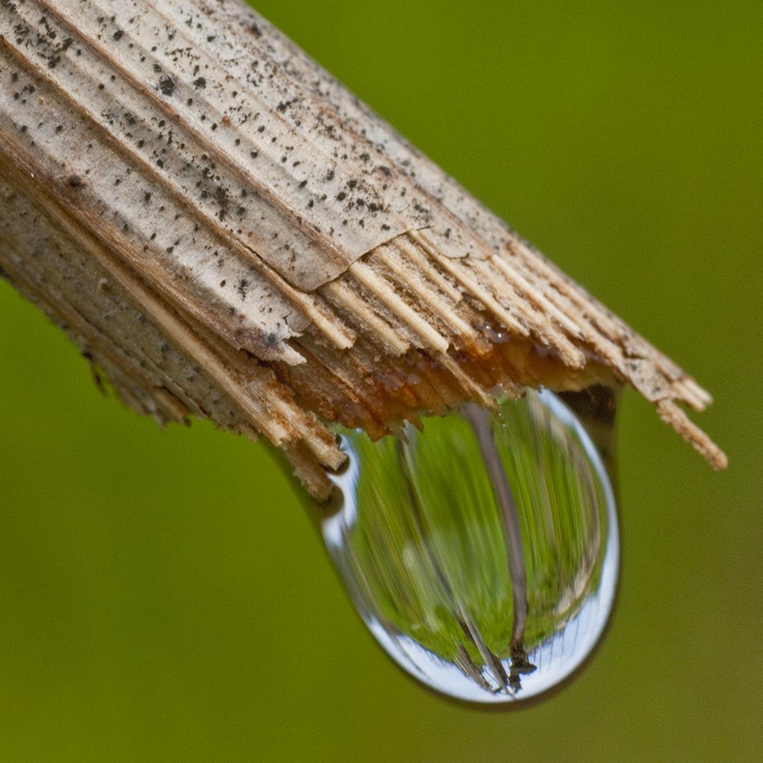 ProseccoDOC's tweet photo. Con l'inizio della #primavera, la #vite riprende la sua attività linfatica dopo il riposo invernale: è proprio in questo periodo, che avviene il caratteristico "pianto della vite", un fenomeno suggestivo che dà il via alla fase di germogliamento. #ProseccoDreamland https://t.co/iWypw9SiAW
