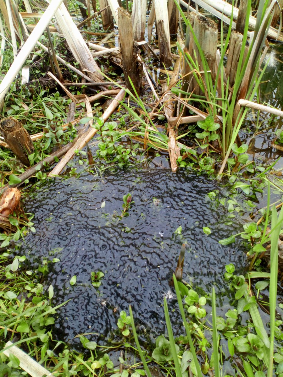 CroydonPonds's tweet photo. Big clump of spawn at South Norwood Country Park visitor centre pond! Has your local pond got spawn yet? It seems like there was little to none, then I took a week off, now there's tonnes! 😅 #missedit #ponds #spawn #springiscoming 🐸 https://t.co/ltvjDwr9Q1