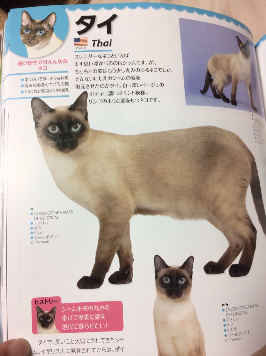 ずっとシャムだと思っていた猫がタイだった 経緯の話とうちの子かわいい自慢 シャムはタイの子で タイがアメリカの子 Togetter