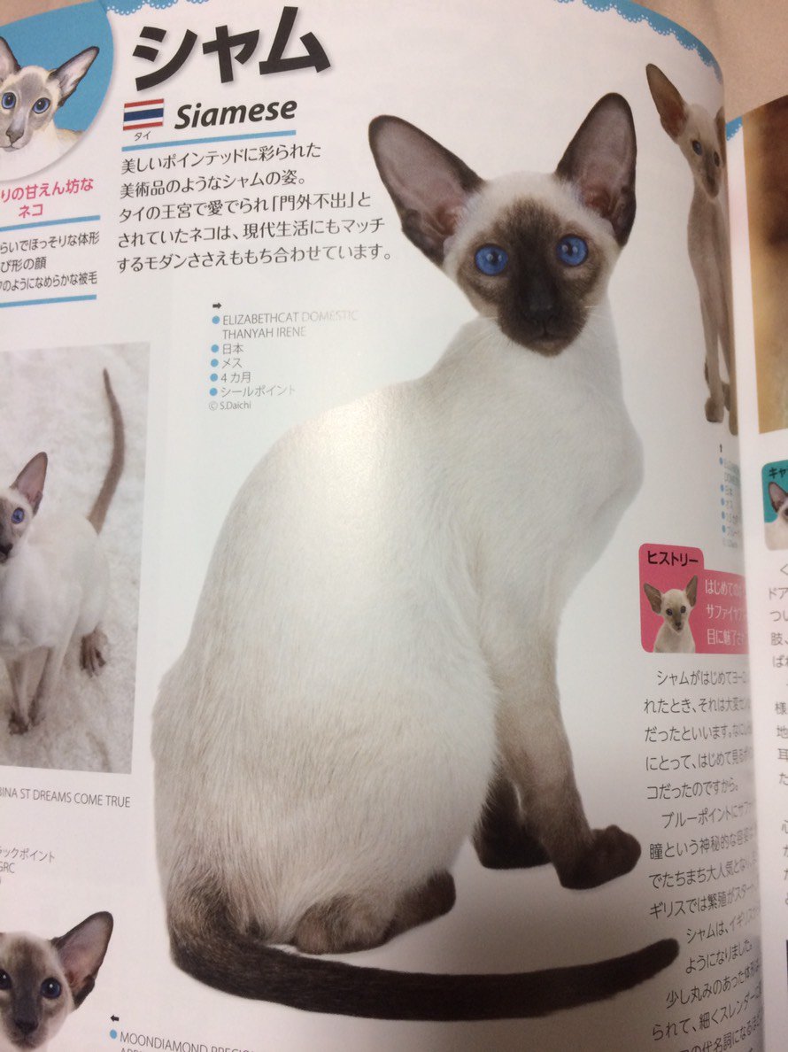 悲報 ずっと シャム だと思っていた我が家の猫 シャムではなかった 悲報 ずっと シャム だと思っていた我が家の猫 シャムではなかった
