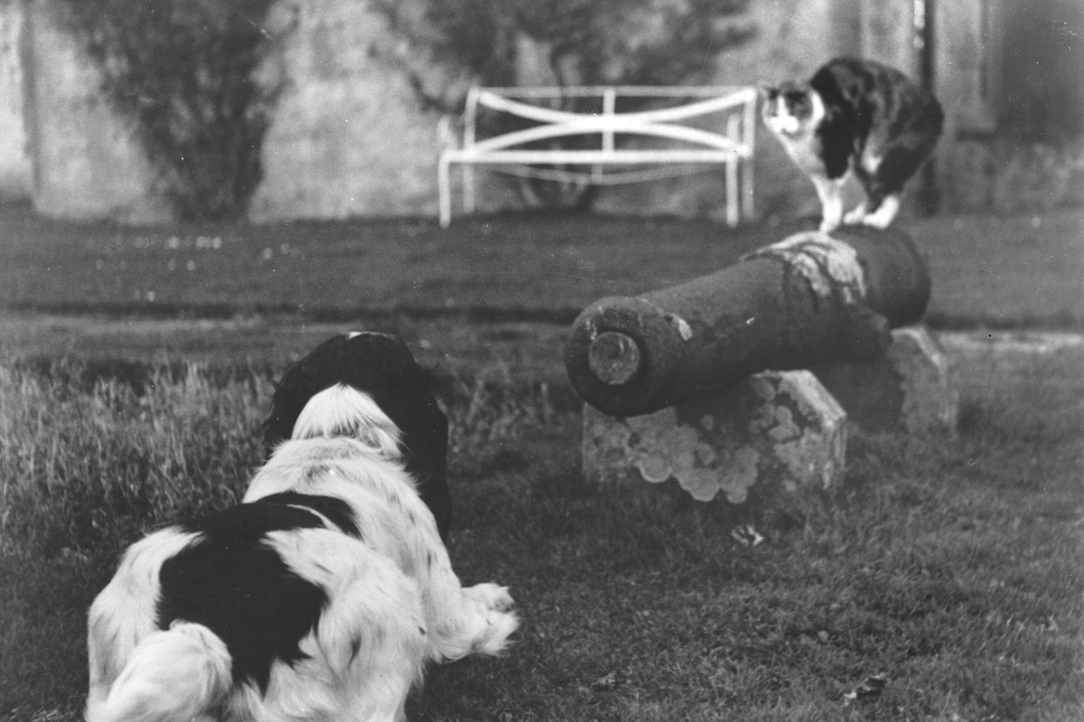 If you've got a better photograph of a furious cat attempting to fire a cannon at an unsuspecting dog, then I'd like to see it.
#Archives #Photographic #Orkney #SaturdayMorning #Caturday