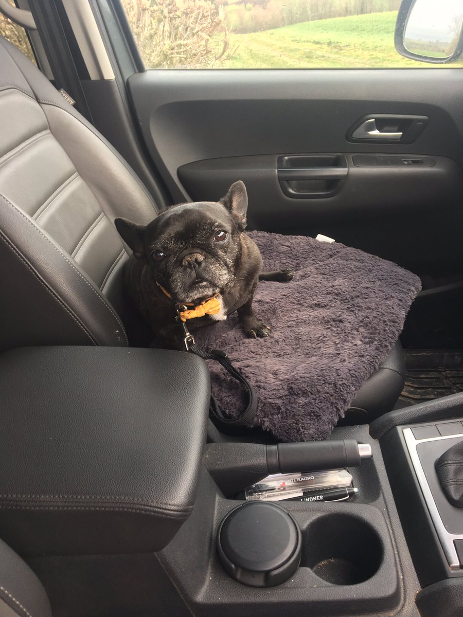 Guard the truck Binky. Ok boss. #frenchbulldog #agronomydog #dontmesswithBinky