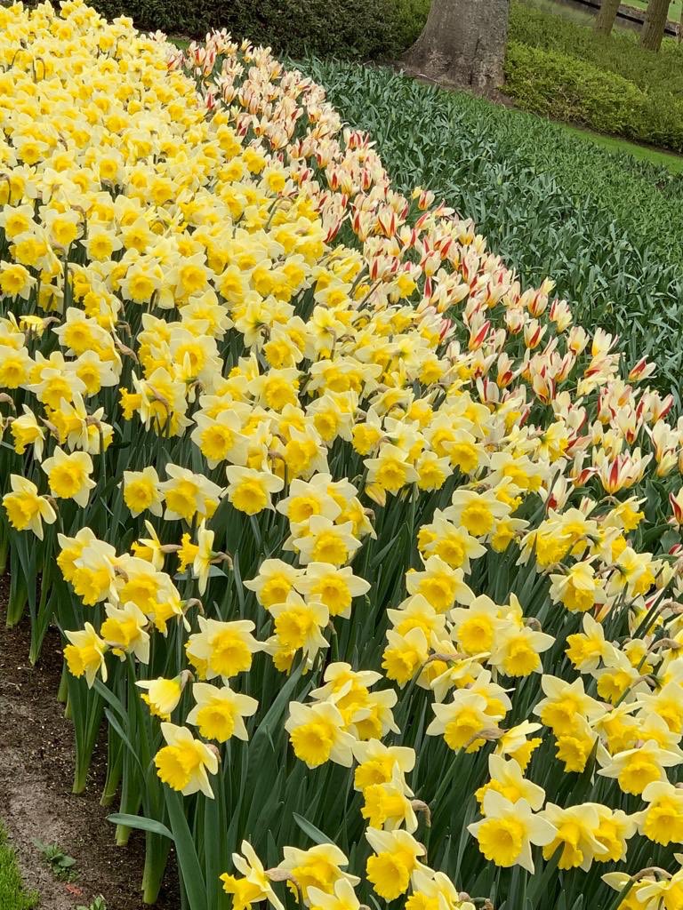 WMDA_office's tweet photo. What is more typical Dutch than flowers?! #WMDA2019 #Keukenhof https://t.co/ryALoWTGhJ