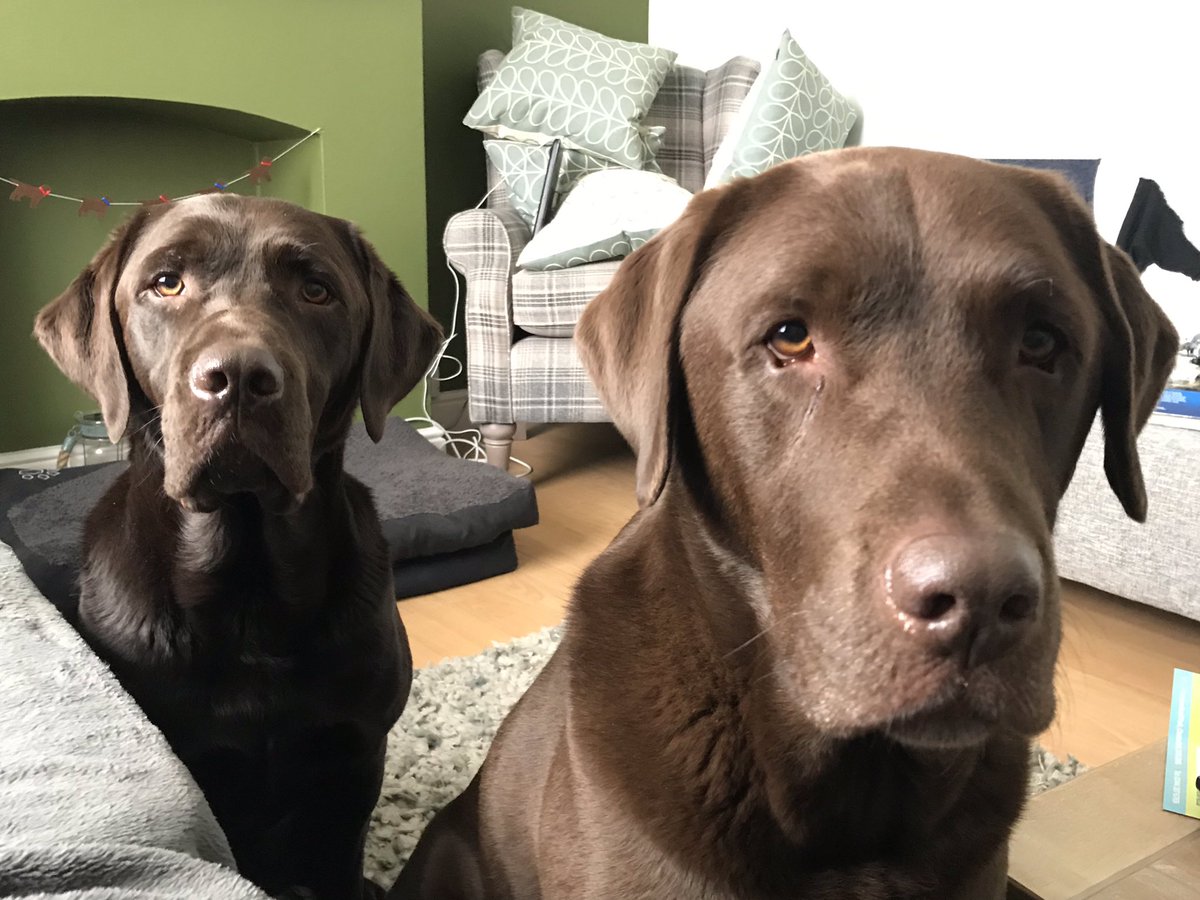 Wally_Moose's tweet photo. Did someone say sausage?! https://t.co/H7PbI2zwCY