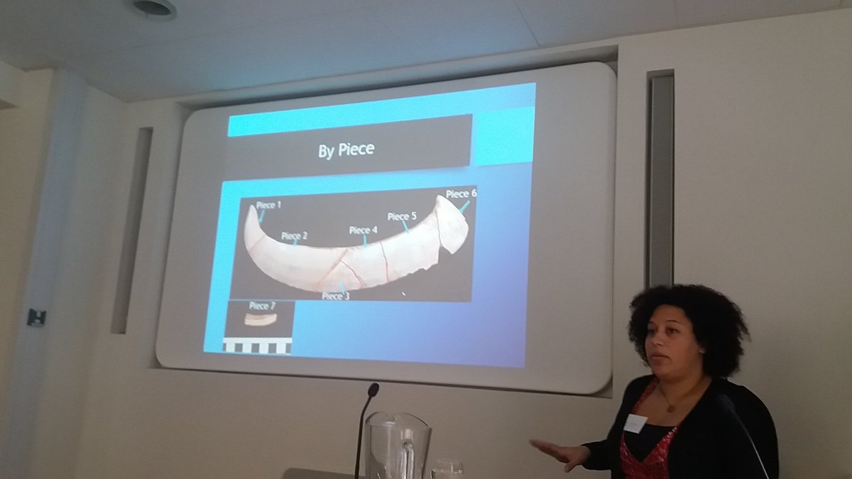 @MelinaSeabrook talks about a fascinating find from Ur: a pig tusk found in 7 pieces from 3 different squares #aneAnimalEncounters <a href="/UCamArchaeology/">Cambridge Archaeology</a> <a href="/tspiritedhorse/">Lærke Recht</a> <a href="/CAssyriology/">Cambridge Assyriology</a> <a href="/Augusta_McMahon/">Dr Augusta McMahon</a>