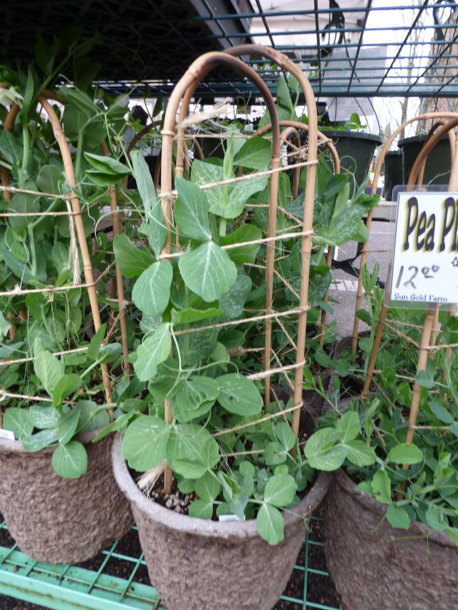 TravelerWeekend's tweet image. To go to the #PSU #FarmersMarket &amp;amp; not stop to see #Charlie at Sun Gold Farm is just not done!  He has beautiful, healthy amazing plants &amp;amp; the best popcorn you will ever taste &amp;amp; if you are not in #Portland he ships the popcorn sungoldfarm.com #DayTrippingPortland