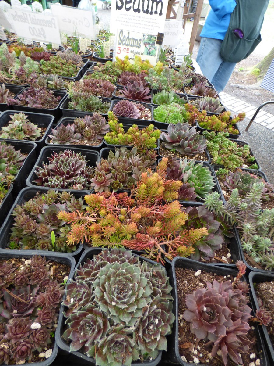 TravelerWeekend's tweet image. To go to the #PSU #FarmersMarket &amp;amp; not stop to see #Charlie at Sun Gold Farm is just not done!  He has beautiful, healthy amazing plants &amp;amp; the best popcorn you will ever taste &amp;amp; if you are not in #Portland he ships the popcorn sungoldfarm.com #DayTrippingPortland