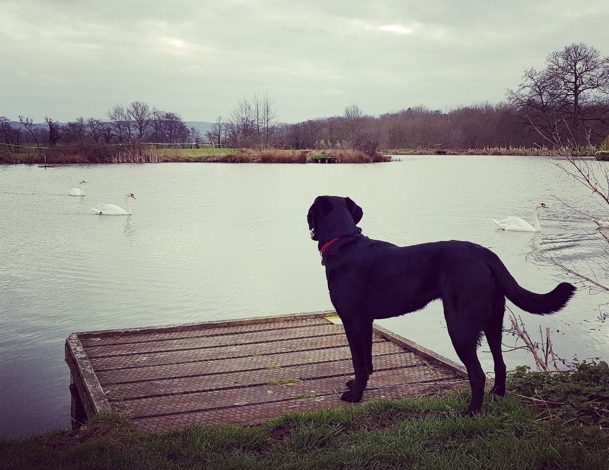 jackkillah's tweet image. Dog's trying to make friends #swanlife #Somerset