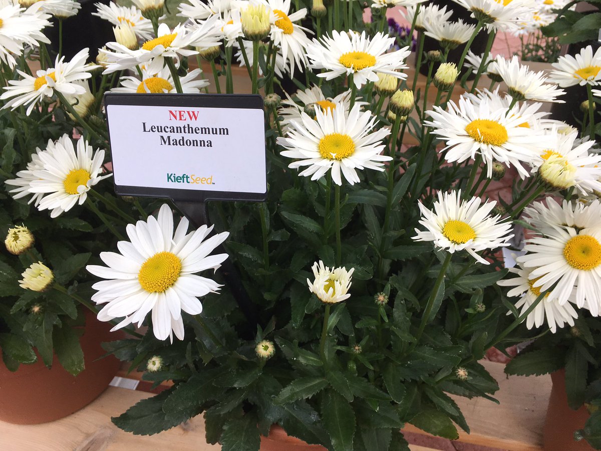 GreenhouseMag's tweet photo. New perennials from @KieftSeed #CaliforniaSpringTrials #SpringTrials #CAST #CAST2019 #springtrials2019 https://t.co/e7zoe2Ti2z