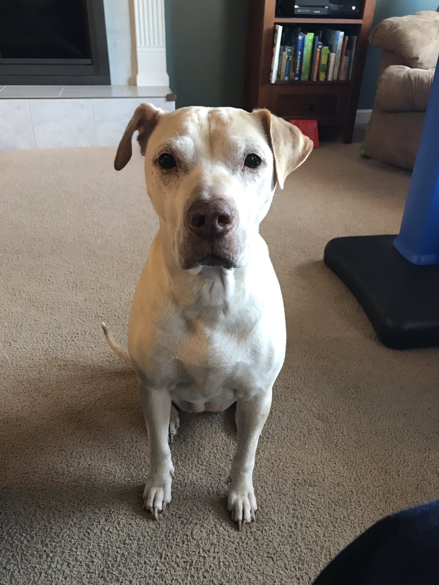 ericpaceWBHS's tweet photo. @wbhslakernation @LTUAdmissions #LakerDogs #DogsofWB https://t.co/k3IAXC0dvp