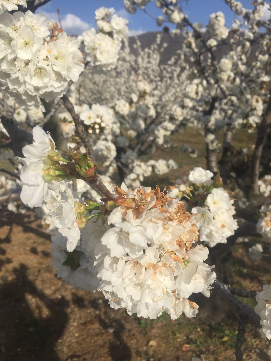 FuenterrobleSa's tweet photo. Cerezo en flor @ValleCereza @ValleCereza #vallejerte https://t.co/4X1UD37dvZ
