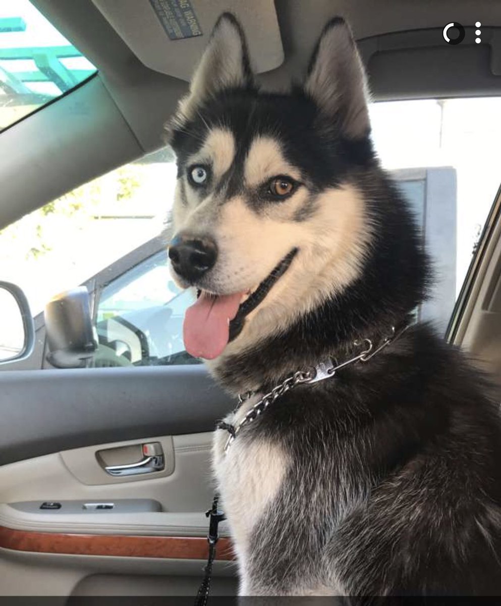 TD_408's tweet photo. Please love your dogs unconditionally, just how they love you. Forever our pure hearted best friend and an amazing older brother, love you so much Rocky 💞 https://t.co/RlCgXJZYNG