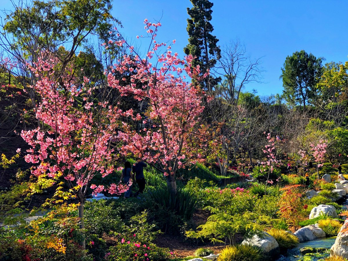 speak2eli's tweet photo. "O, wind, if winter comes, can spring be far behind?" @BalboaPark @SanDiegoCounty #balboapark #cherryblossom #cherryblossoms #springbreak2019 #SpringBreak #springday #springhassprung #springiscoming #SpringMustBeComing #springnaturediary #SaturdayMorning #SaturdayThoughts #flower https://t.co/iRdcFzqRIj