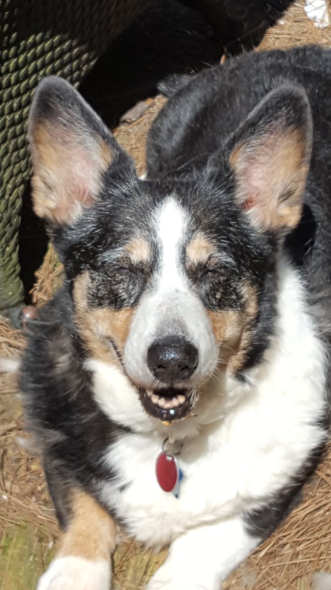 Solsticecwc's tweet photo. A portrait of an old girl on a sunny spring day. Hope it is nice where you are. #cardiganwelshcorgi #HistoryOnPaws #purposebred #purposebredpredictabilty #yesIamaDogBreeder https://t.co/4CIsTRJjNo