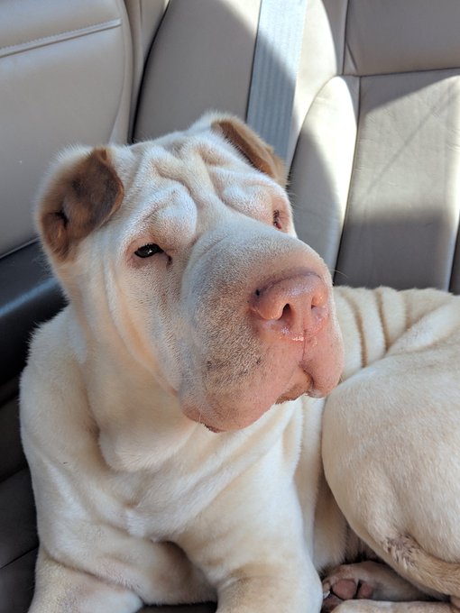 Here's some pictures of my dog Leia just because 💚 https://t.co/Rz8joiQAj2<a href="/tag/manyvids"class="tags"><span>#manyvids</span></a>