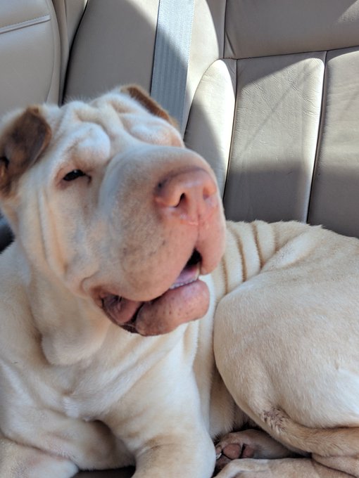 Here's some pictures of my dog Leia just because 💚 https://t.co/Rz8joiQAj2<a href="/tag/manyvids"class="tags"><span>#manyvids</span></a>