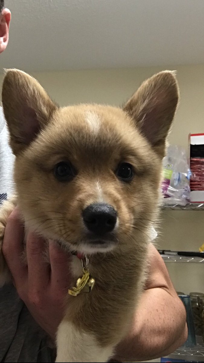 Treylavy23's tweet photo. It’s the Fraz! #NationalPuppyDay https://t.co/DcIX2U6qkJ