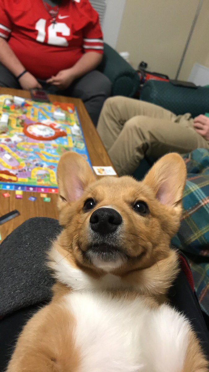 Treylavy23's tweet photo. It’s the Fraz! #NationalPuppyDay https://t.co/DcIX2U6qkJ