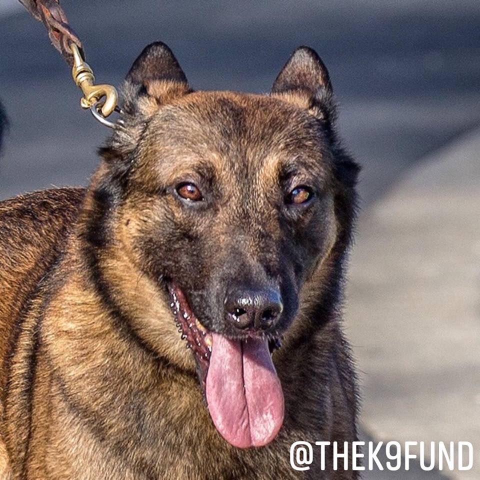 TheK9Fund's tweet photo. Happy National Puppy Day! We want to send our sincerest THANK YOU to everyone for your continued support! #LAPDK9 #TheK9Fund #NationalPuppyDay #K9 https://t.co/NDVzZAp5gz