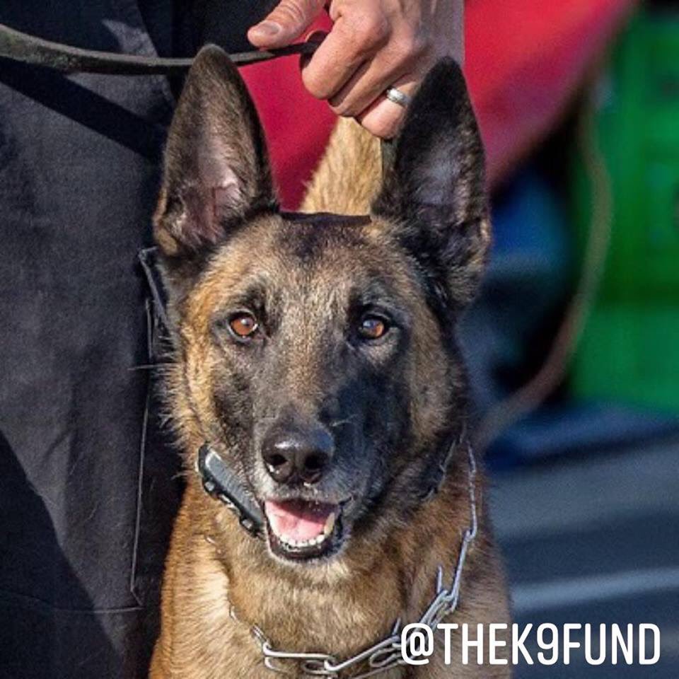 TheK9Fund's tweet photo. Happy National Puppy Day! We want to send our sincerest THANK YOU to everyone for your continued support! #LAPDK9 #TheK9Fund #NationalPuppyDay #K9 https://t.co/NDVzZAp5gz