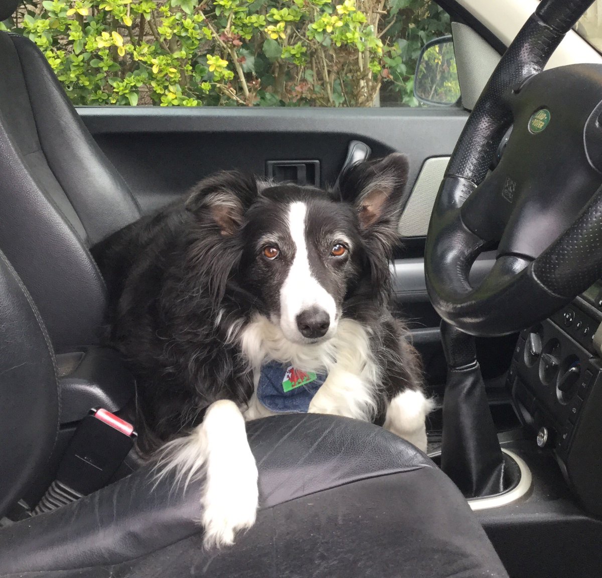 Ruby_thedog's tweet image. I’m just hanging about in the car today and still loving my @tyhafan scarf 🏴󠁧󠁢󠁷󠁬󠁳󠁿