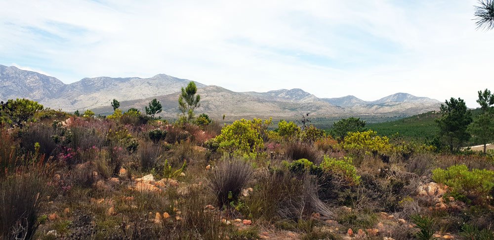 AvaniLodge's tweet photo. We heartily invite you to come and experience our Magical space. 
1 Hour from #CapeTown in the rich heart of the #Overberg.  Turn off the N2 @Gabrielskloof &amp; the @framar2104 restaurant, we are only 6Km onwards #Nature #Hiking #Retreat #Silence #Botrivier #BotRiver #NatureReserve https://t.co/xee1SChVGz