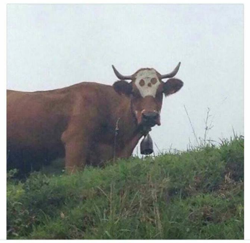 KDubstepGhost's tweet photo. The cow #Zomboy. https://t.co/819eBX5TGL