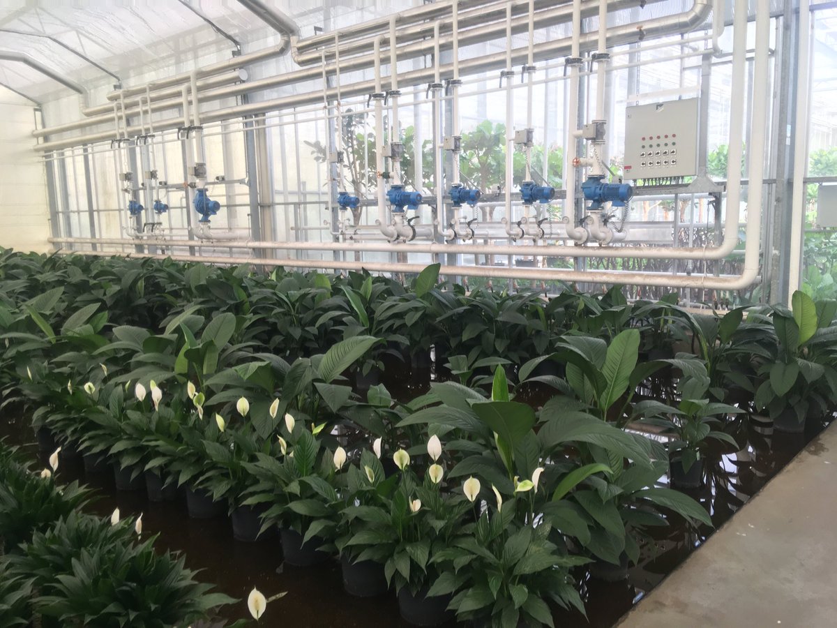 CambridgePlants's tweet photo. Our supplier nursery’s hydroculture green house.  Plants grown in water - cleaner &amp; healthier than soil! https://t.co/Vg8iXU6dIv