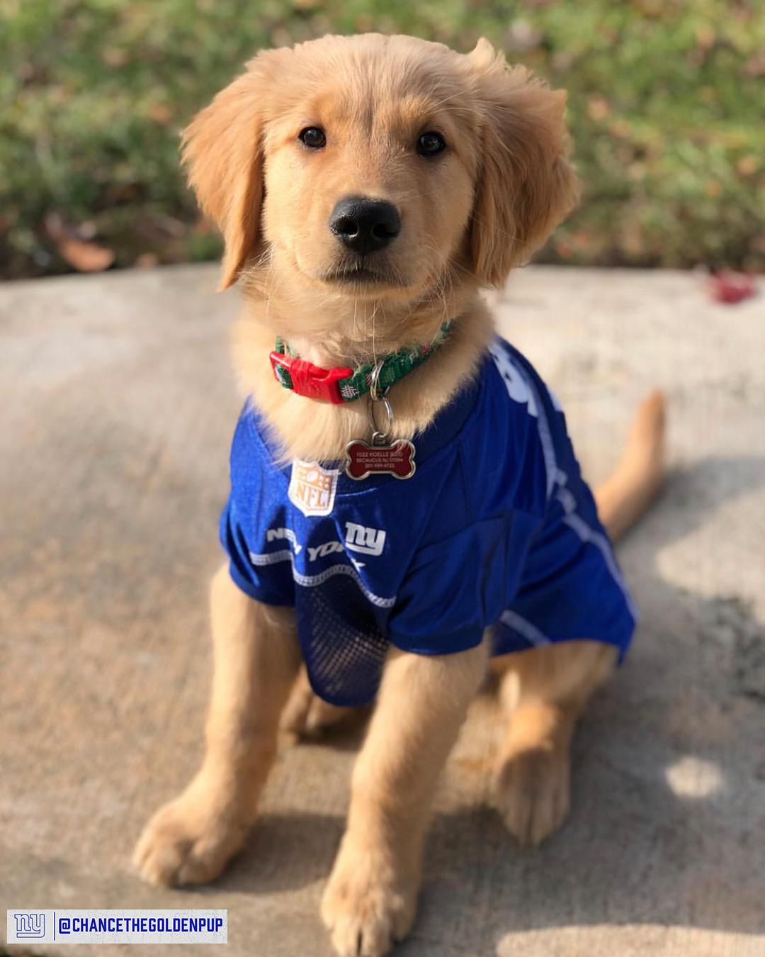 ny giants dog jersey