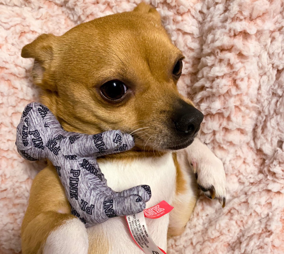 CMUVSPINK's tweet photo. Happy #NationalPuppyDay from Milo!
Post pics in the replies so we can make one big thread of pups🥰
#PINKPups https://t.co/uaGoh0bc1j