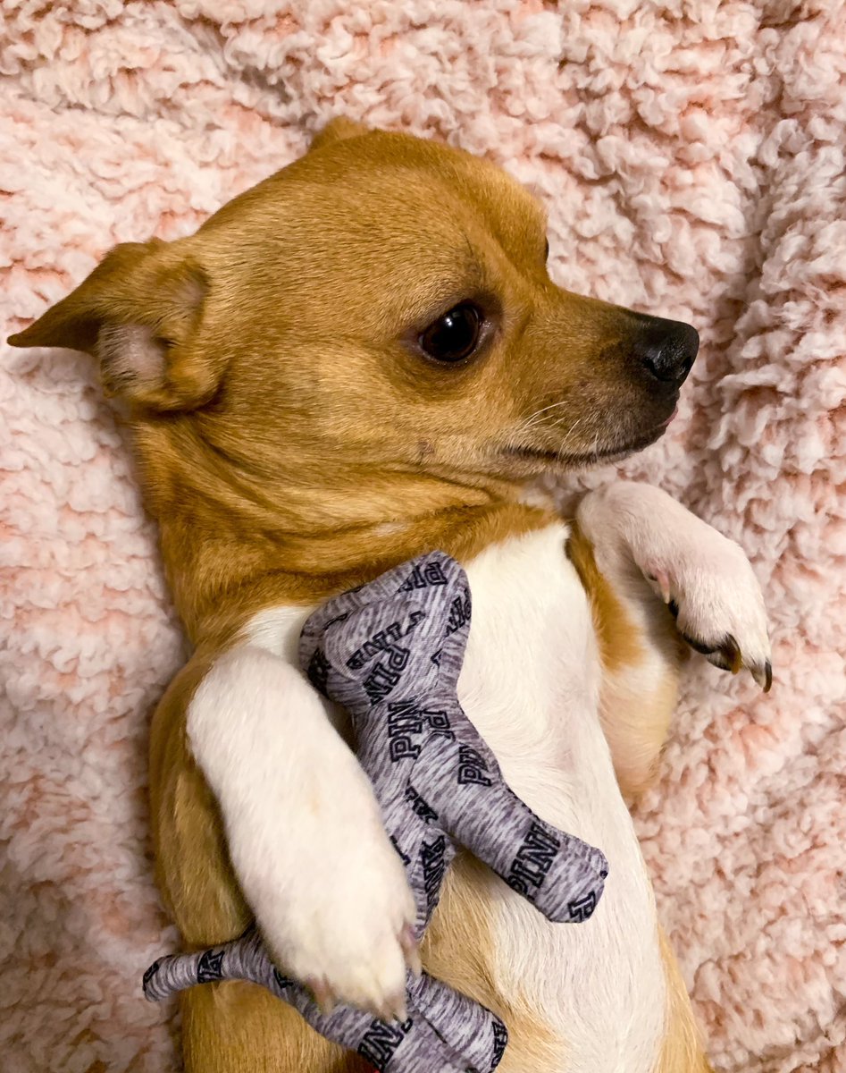 CMUVSPINK's tweet photo. Happy #NationalPuppyDay from Milo!
Post pics in the replies so we can make one big thread of pups🥰
#PINKPups https://t.co/uaGoh0bc1j