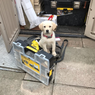 StanleyToolsCA's tweet photo. Cooper the golden retriever is helping @cathy_mc_bride with the odd jobs.
#NationalPuppyDay https://t.co/tabq3XLDVb