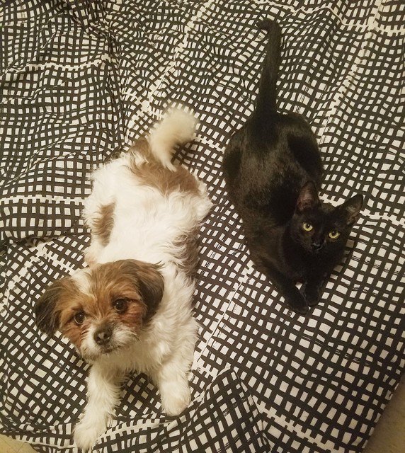 abenarose00's tweet photo. #furbabies https://t.co/IvhbZVxaoK