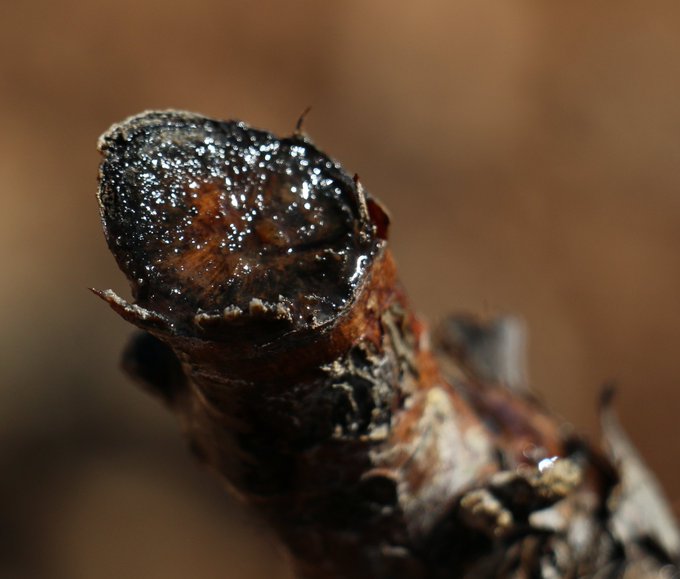 Final del lloro de nuestras viejas garnachas en Badarán (La Rioja) #palaciosvinosdefinca #bodegasproelio
