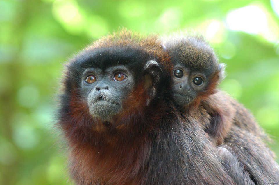How does oxytocin affect anxiety, social preferences, and even cerebral glucose uptake? Rocio Arias Del Razo of the <a href="/BalesLab/">Bales Lab</a> at <a href="/ucdavis/">UC Davis</a> finds pervasive social effects in baby titi monkeys without global changes in anxiety.  #2019SAS