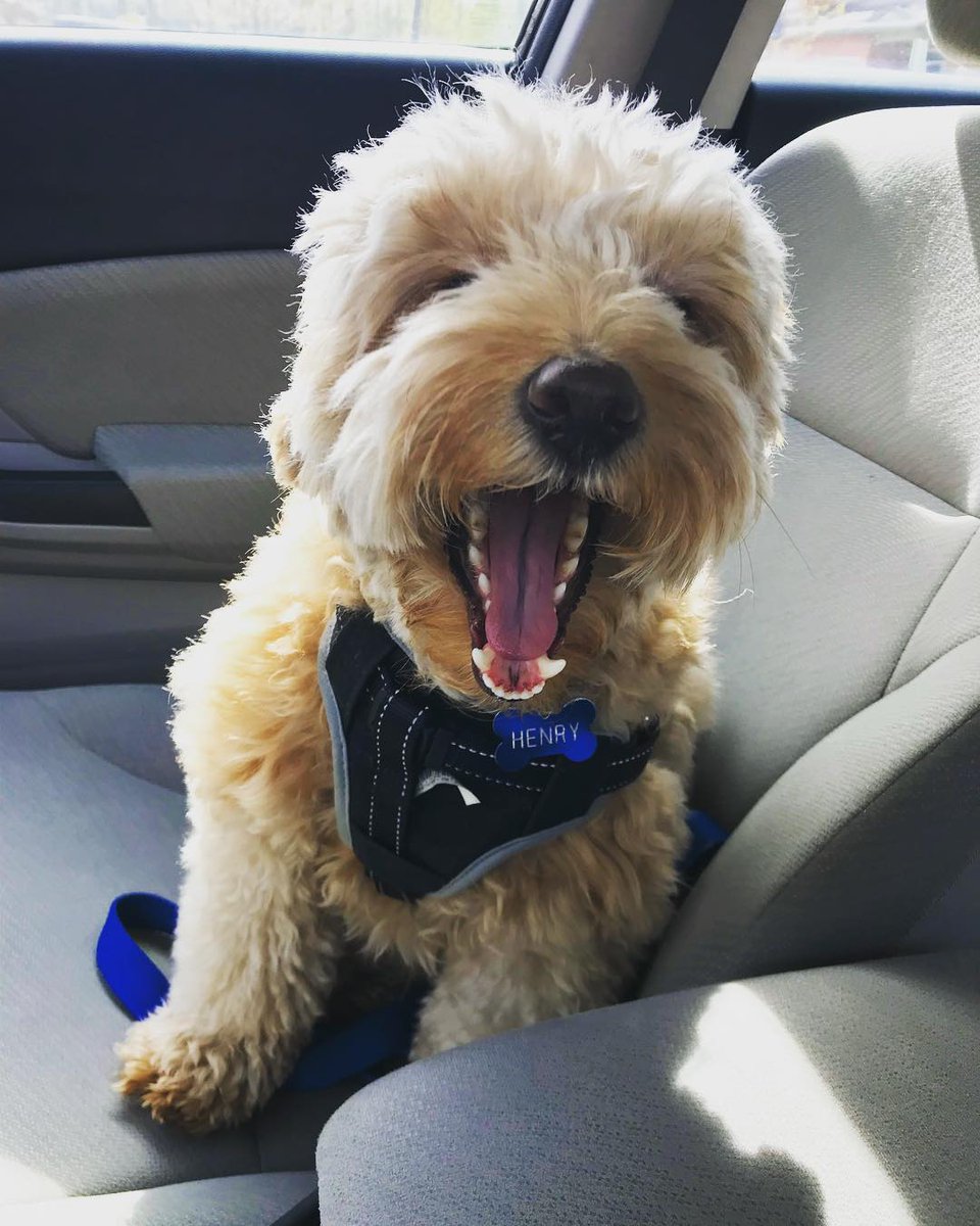 Canada's tweet photo. This winter has been ruff, but #NationalPuppyDay is sure to put a spring in your step! To celebrate, share a photo of your furry companion below for a chance to be featured on @Canada! 🐾🐶 📷kate.beaino/IG https://t.co/gVyyuWrKN3